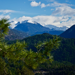 Fototapeta premium Snowy high mountains in winter. Snowy mountains covered with pine forests. Pine forests in the blue sky and white mountains.
