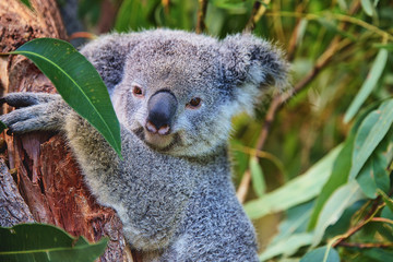 Koala, Australien, Beuteltier, Eukalyptus, Gefahr, Bedroht