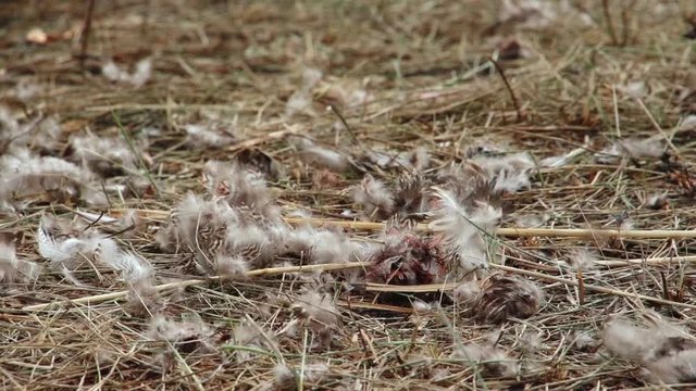 Plucked feathers of wild duck lie on dry grass, strong wind blows, feathers develop in wind, hunters caught prey, killed and plucked, close-up, remains, remains, damage to nature, hunting season
