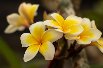 Branch of white and yellow Frangipani flowers. Blossom Plumeria flowers on blurred background. Flower background for decoration.