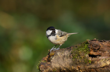 Close up of  Coal Tit (Periparus ater).  Taken at my local nature reserve in Cardiff, Wales, UK