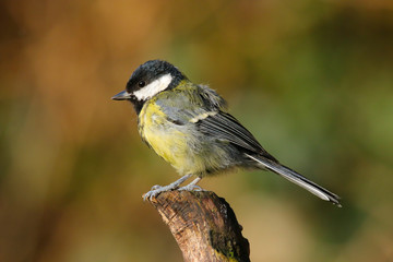 Close up of a juvenile Great Tit (Parus major).  Taken at my local nature reserve in Cardiff, Wales, UK