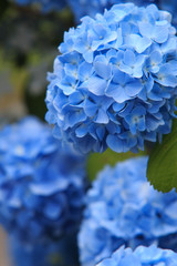 hydrangea flowers in Japan Toyama