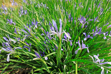 Iris flower in the park