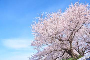満開の桜と青空