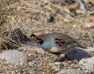 Gambel's Quail male