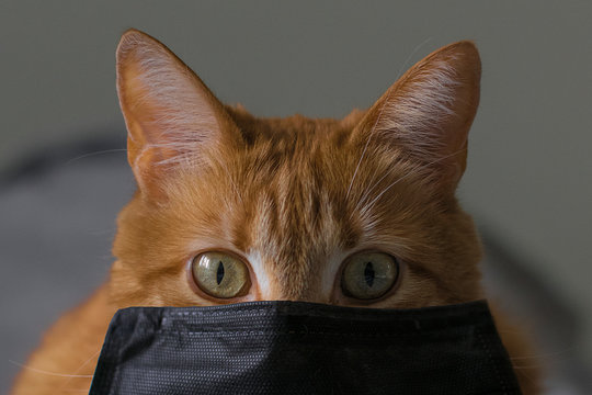 Indoor Shot Anonymous Woman Wearing Dress Paper Cat Mask Showing Stock  Photo by ©Sementsova321 618914778