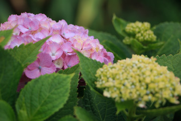 hydrangea flowers in Japan Toyama