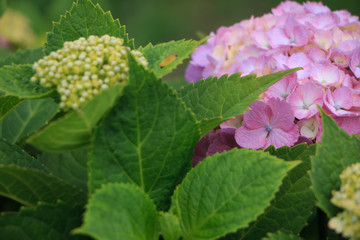 hydrangea flowers in Japan Toyama