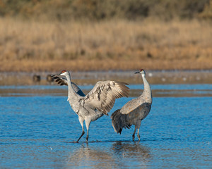 Sandhill Crane courtship display