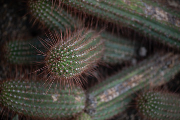 The Cleistocactus hyalacanthus cactus