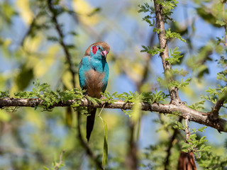 A lovely couple was building nest. Lake Baringo, Kenya.