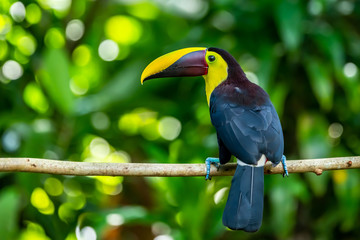 Chestnut-mandibled Toucan (Ramphastos swainsonii) at Carara, Costa Rica.