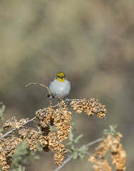 Verdin on a perch
