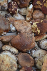 la raccolta dei funghi porcini