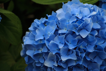 hydrangea flowers in Japan Toyama