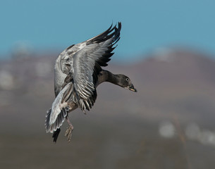 Blue phase Snow Goose in flight