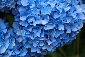 hydrangea flowers in Japan Toyama