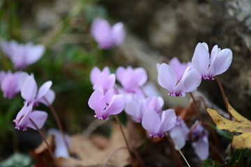 the flowering of cyclamen in spring