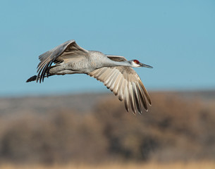Sandhill Crane in flight