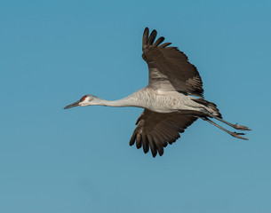 Sandhill Crane in flight