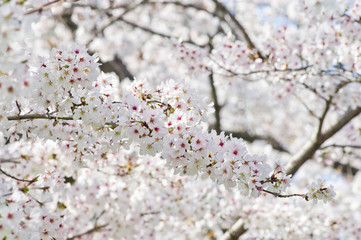 Scientific name is Cerasus ×yedoensis (Matsum.) Masam. & Suzuki ‘Somei-yoshino. 