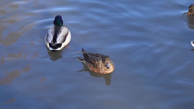 Duck Eurasian Wigeon or  Widgeon (Mareca penelope) female. Wigeon swims in the water near the mallard male. Comparison of Wigeon and Mallard  sizes. Blue Sky is reflected in the water
