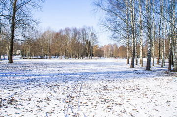 Winter city sunny park with trees