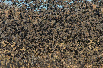 A flock of Blackbirds