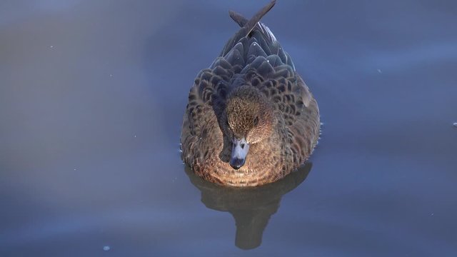 Duck Eurasian Wigeon or  Widgeon (Mareca penelope) female. Wigeon floats in the water among mallards. Comparison of Wigeon and Mallard  sizes. Blue Sky is reflected in the water. Pond in a City Park