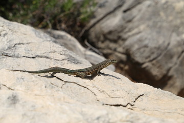 Eidechse in Mallorca