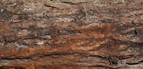 Bark oak background and texture, grunge surface 