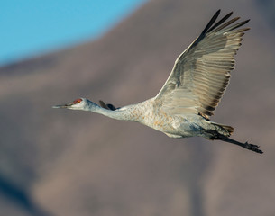 Sandhill Crane in flight