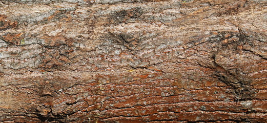 Bark background and texture, grunge surface 