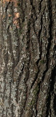 Bark oak background and texture, grunge surface 