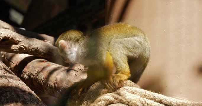 common squirrel monkey (saimiri sciureus)