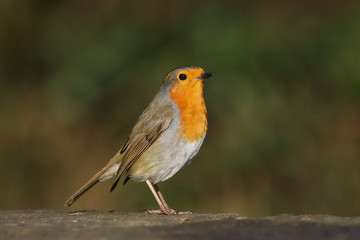 robin, redbreast, erithacus rubecula, bird, uk, adult, animal, avian, beak, beautiful, branch, britain, british, brown, christmas, close up, close-up, colorful, countryside, cute, daytime, eurasian, e