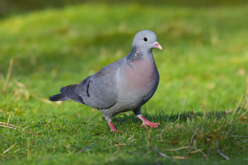 Close up of a Stock Dove (Columba oenas).  Taken at my local nature reserve in Cardiff, Wales, UK
