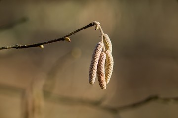 Brown (or also amentum) is an inflorescence, where sessile flowers are crowded on a spindle.