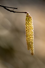 Brown (or also amentum) is an inflorescence, where sessile flowers are crowded on a spindle.
