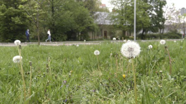 Fluffy Dandelion flowers growing on lawn in city