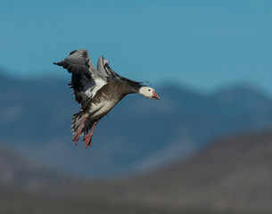 Fototapeta na wymiar Blue phase Snow Goose in flight