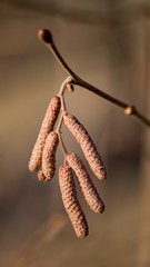Brown (or also amentum) is an inflorescence, where sessile flowers are crowded on a spindle.