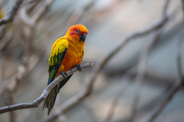 Beautiful colorful Sun Conure parrot birds or Love Bird science name Aratinga solstitialis little parrot