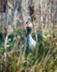 Greylag Goose (Anser anser) 