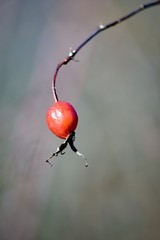 red ants on a branch