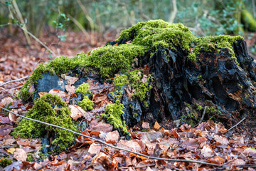 Grünes Moos an einem Baum im Wald