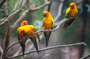 Beautiful colorful Sun Conure parrot birds or Love Bird science name Aratinga solstitialis little parrot