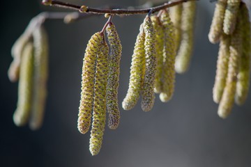 Brown (or also amentum) is an inflorescence, where sessile flowers are crowded on a spindle.