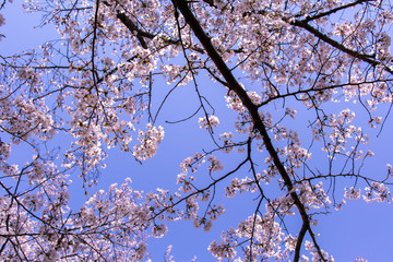春爛漫　青空と満開の桜